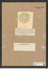 Actinoptychus japonica Castr. (de-Toni-Nr.: Genus 227, Species 5628) Zeichnungen Sammlung Grunow Nr. 9513 (NHMW-BOT-W0379500)